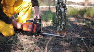 Reliable Lost Hills, CA Tree Services Solutions